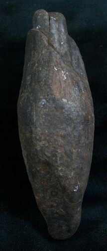 Fossil Sperm Whale Tooth - Georgia #7790